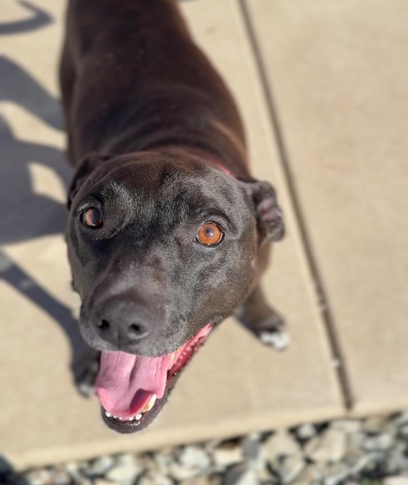 SHILOH: $0 Adoption Fee!, Adoptable, Adult Female Mixed Breed.