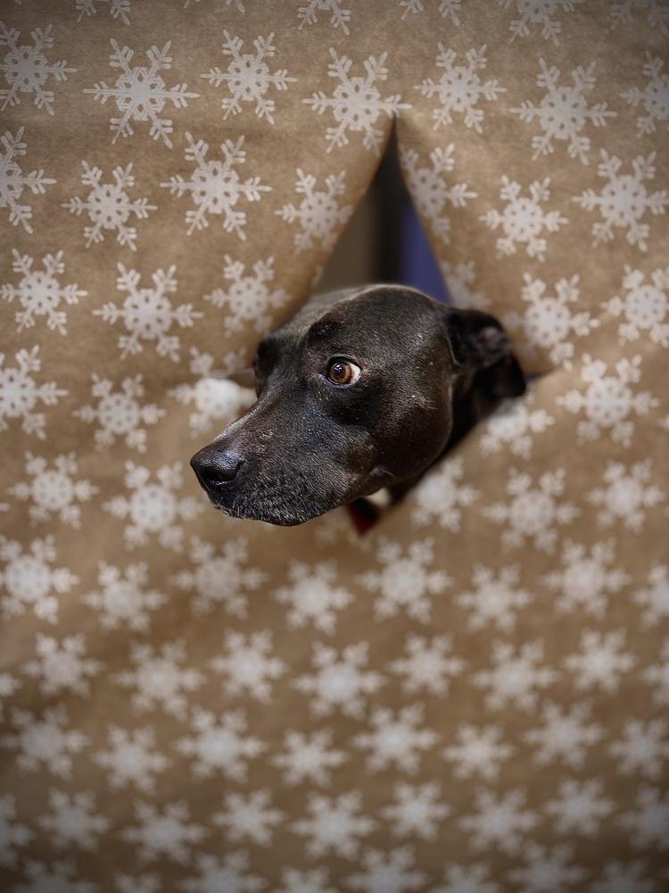 Enlarge SHILOH: $0 Adoption Fee!, a Adoptable mixed breed in Rochester, IN image 2/6