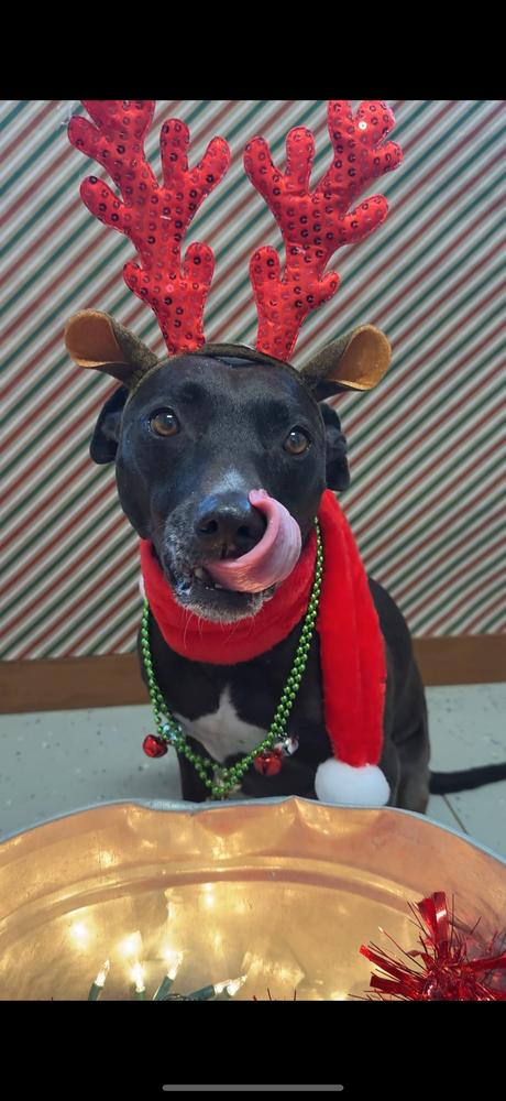 Enlarge SHILOH: $0 Adoption Fee!, a Adoptable mixed breed in Rochester, IN image 3/6