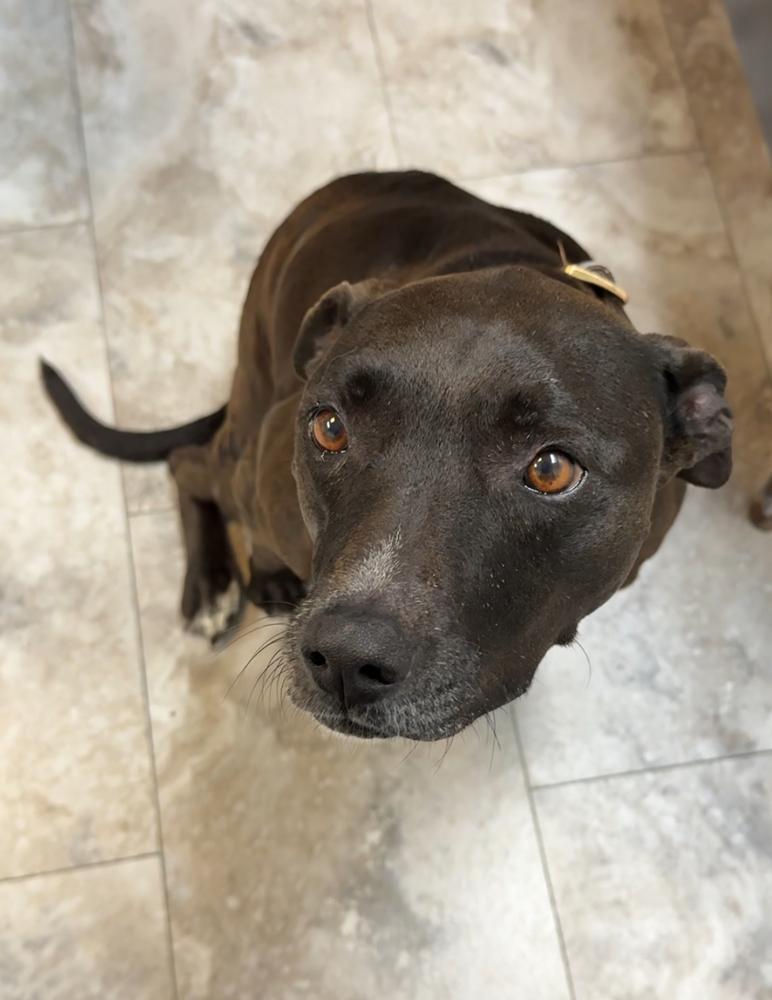 Enlarge SHILOH: $0 Adoption Fee!, a Adoptable mixed breed in Rochester, IN image 4/6