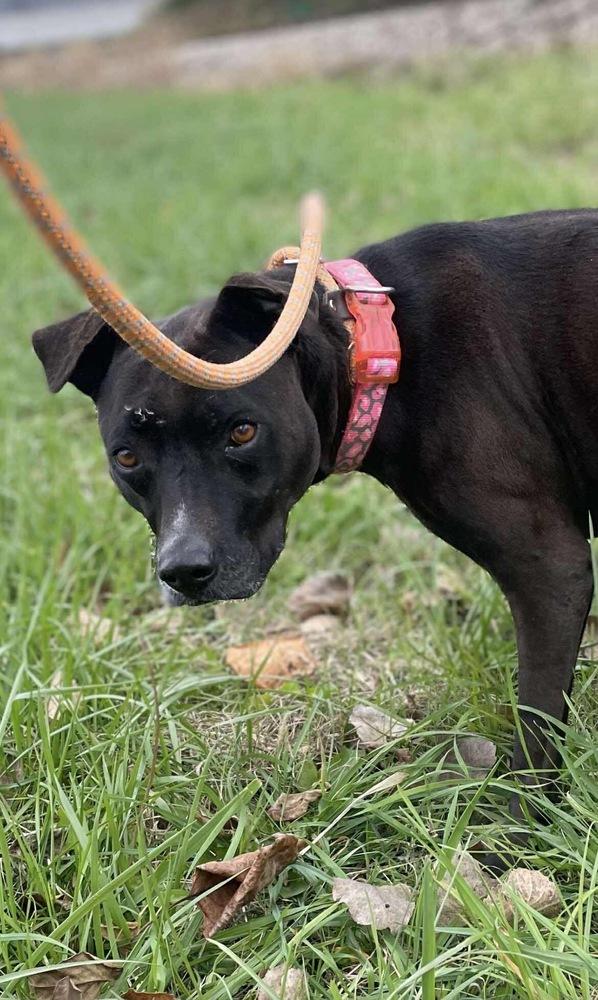 Enlarge SHILOH: $0 Adoption Fee!, a Adoptable mixed breed in Rochester, IN image 5/6