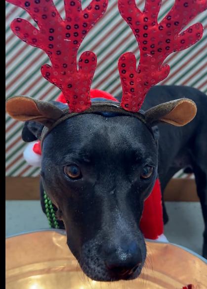 Enlarge SHILOH: $0 Adoption Fee!, a Adoptable mixed breed in Rochester, IN image 6/6