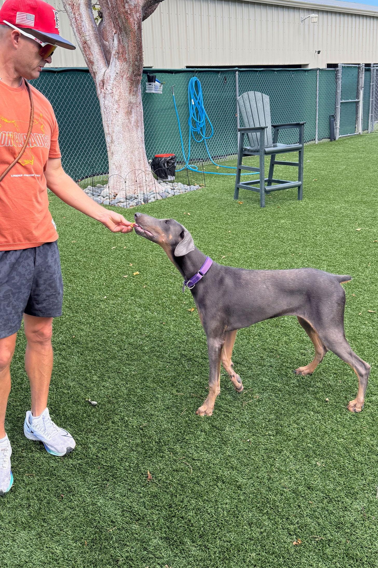 Enlarge Coco 3550, a Adoptable Doberman Pinscher in Oakland Park, FL image 1/3
