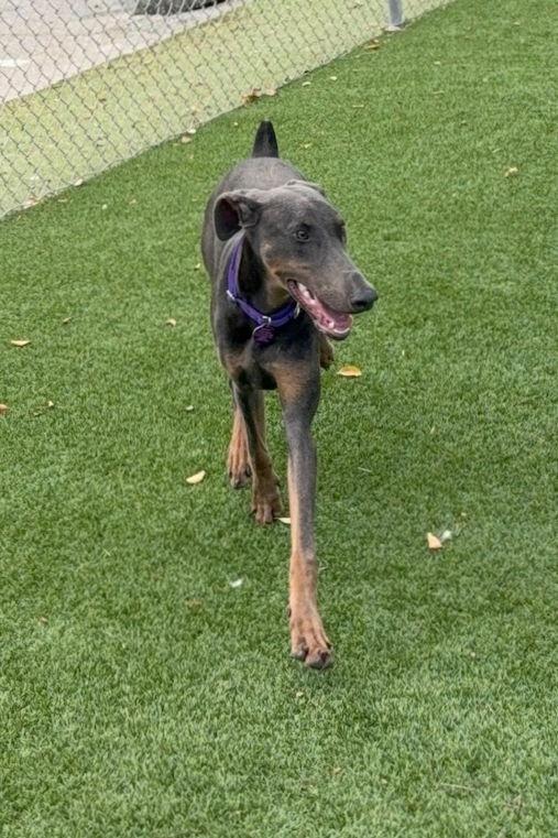 Enlarge Coco 3550, a Adoptable Doberman Pinscher in Oakland Park, FL image 2/3
