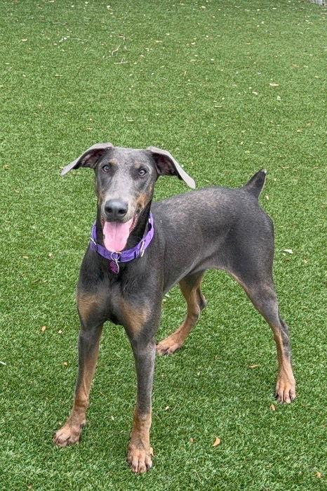 Enlarge Coco 3550, a Adoptable Doberman Pinscher in Oakland Park, FL image 3/3