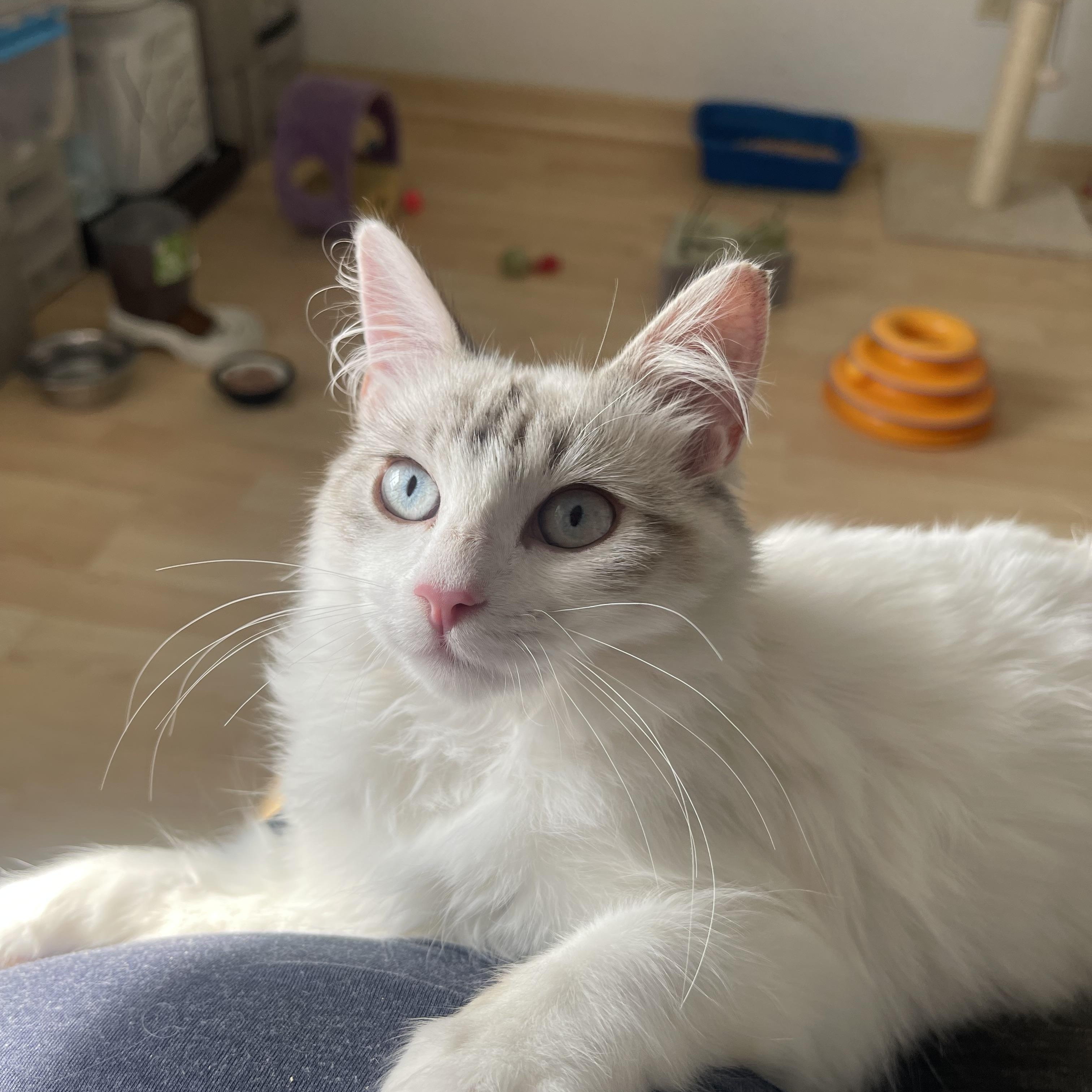 Gracie, Adopted, Kitten Female Siamese.