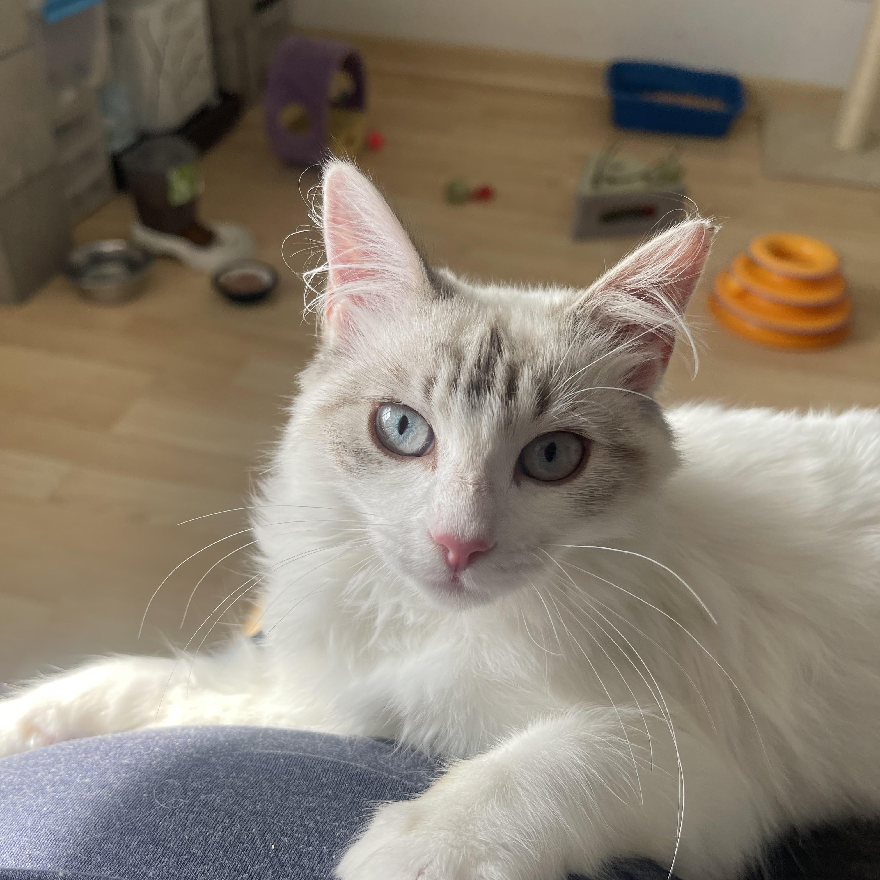 Enlarge Gracie, a Adopted Siamese in Vallejo , CA image 2/4