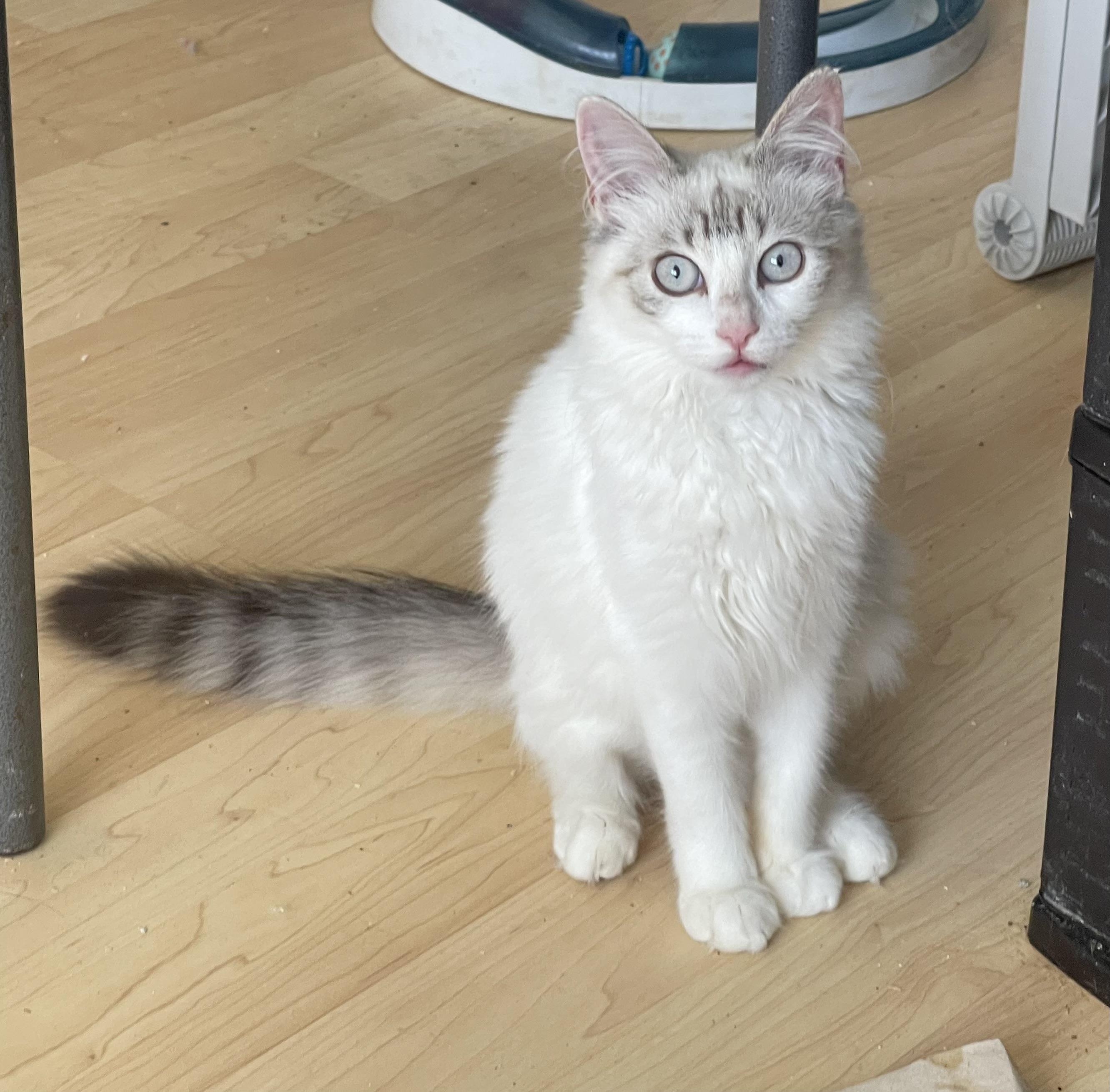 Enlarge Gracie, a Adopted Siamese in Vallejo , CA image 3/4