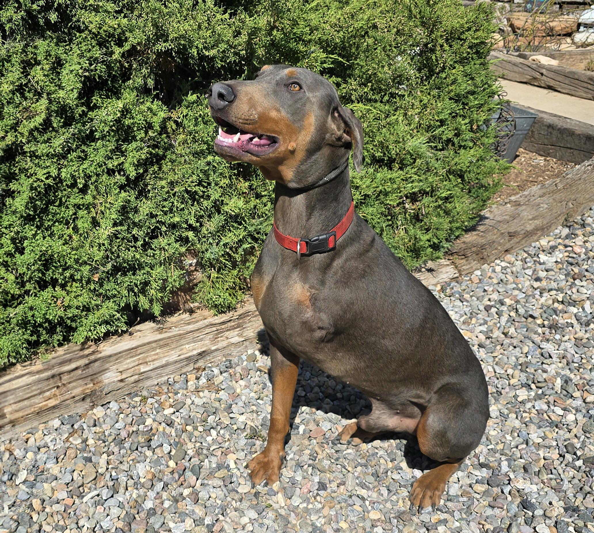 Enlarge Handsome Mr Hendrix = WOW !!!, an adoptable Doberman Pinscher in Albuquerque, NM image 2/4