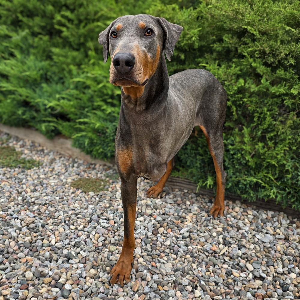 Enlarge Handsome Mr Hendrix = WOW !!!, an adoptable Doberman Pinscher in Albuquerque, NM image 3/4