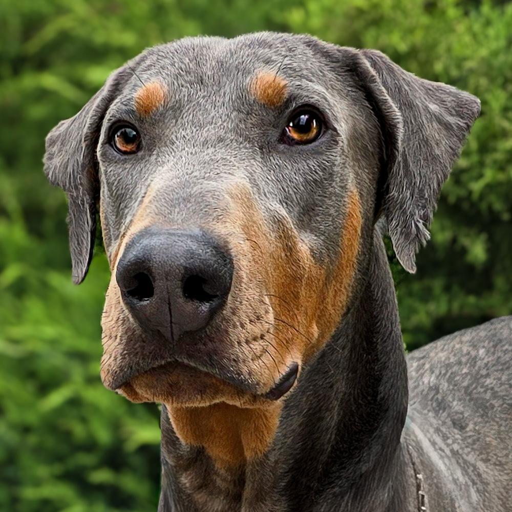 Enlarge Handsome Mr Hendrix = WOW !!!, an adoptable Doberman Pinscher in Albuquerque, NM image 4/4