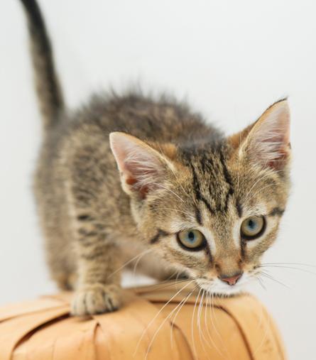 Our fosters are have so many kittens are now big enough to be adopted They are anywhere from 8 to