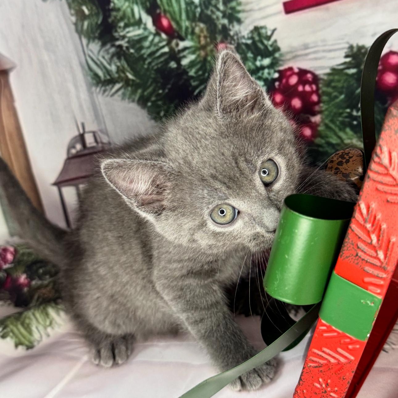 Tea Cake thumbnail 2