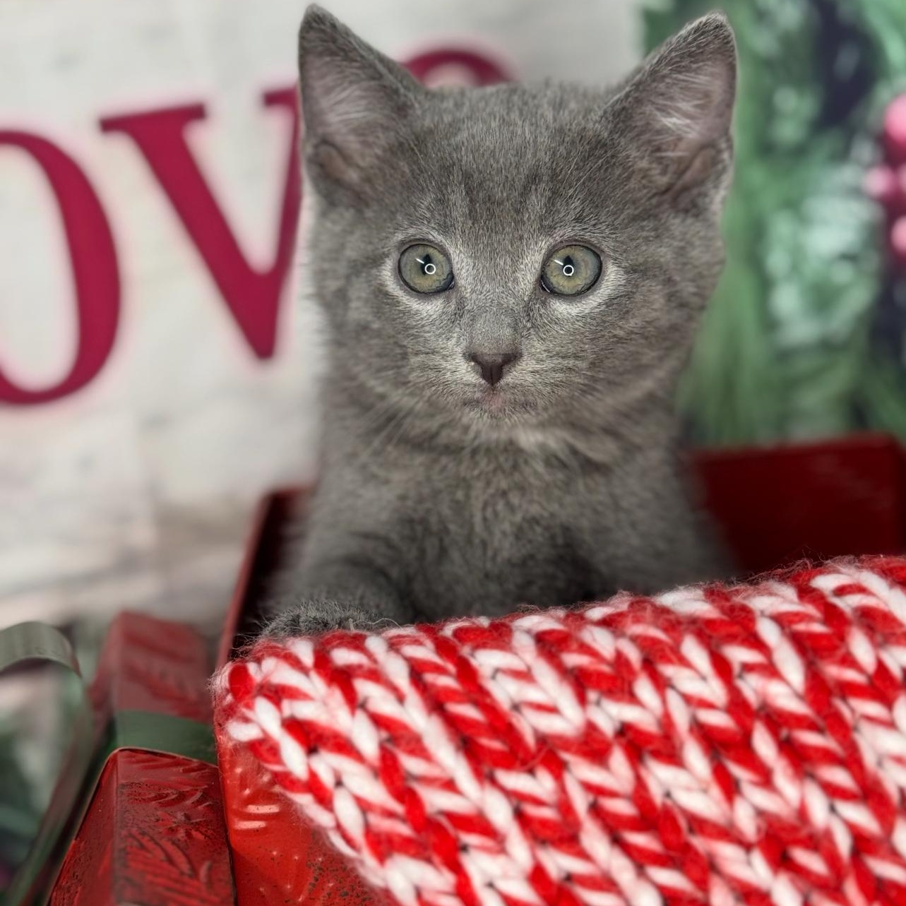 Tea Cake thumbnail 3