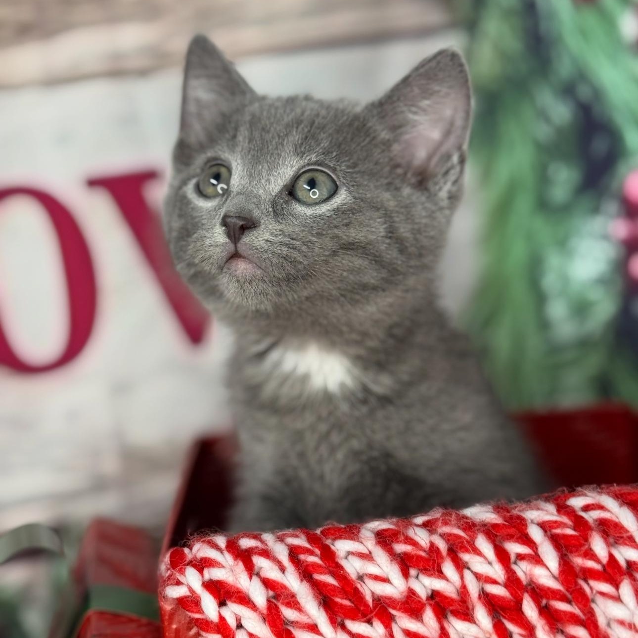 Tea Cake thumbnail 7