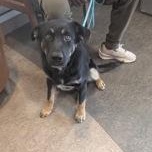 Enlarge Who Dat 60648399, a ADOPTABLE Mixed Breed in Harvey , LA image 1/1