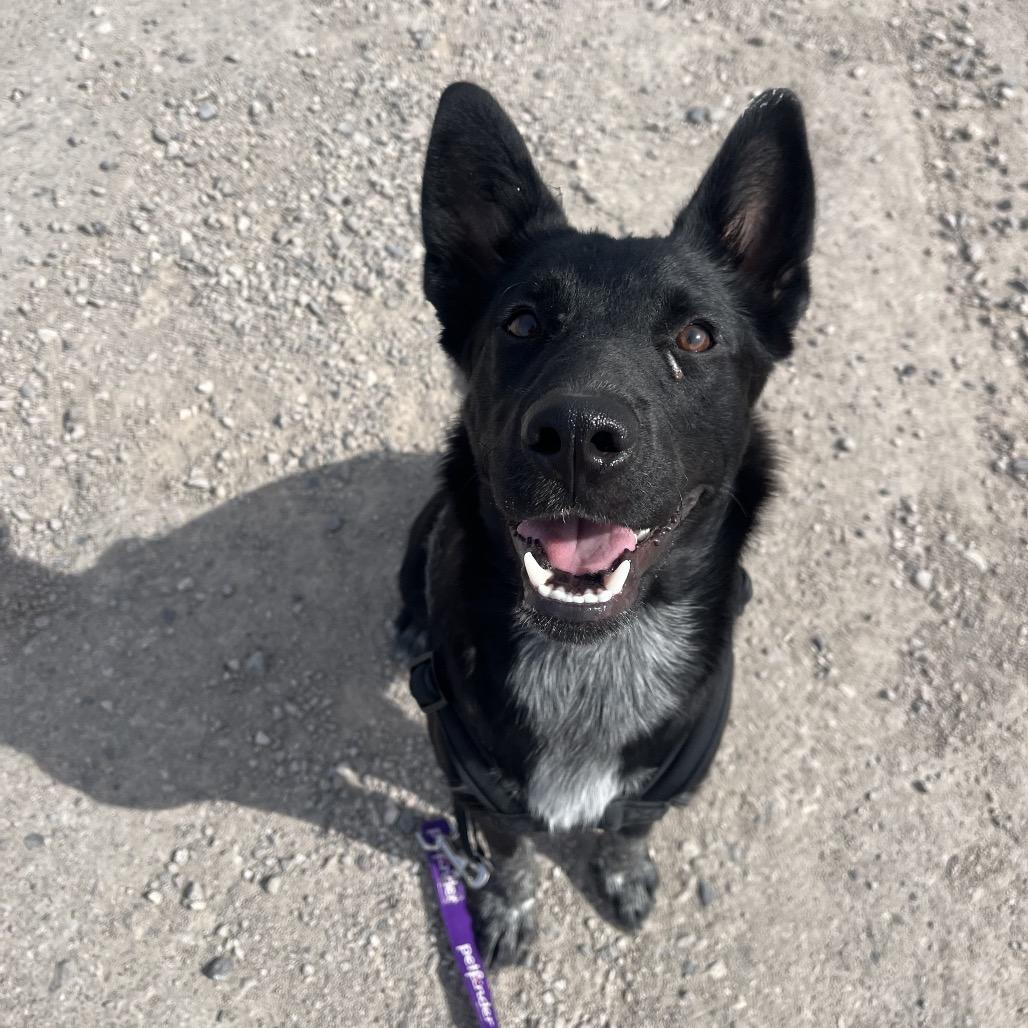 Ducky, a Adoptable Border Collie in Fallon, NV image 1/3