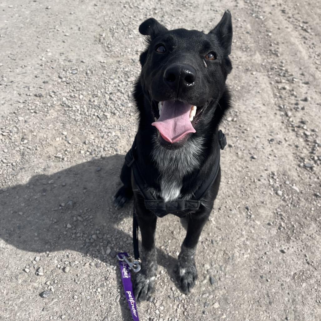 Ducky, a Adoptable Border Collie in Fallon, NV image 2/3