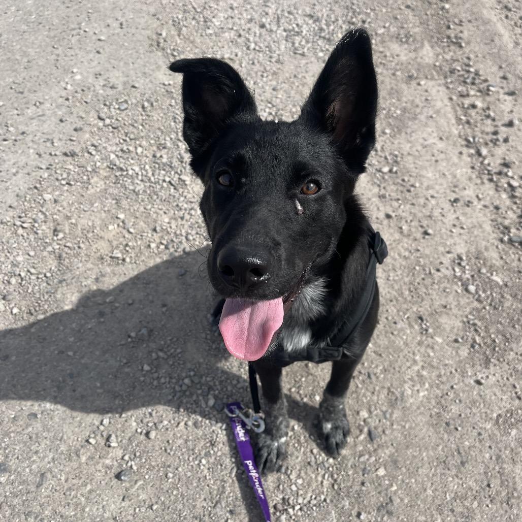 Ducky, a Adoptable Border Collie in Fallon, NV image 3/3