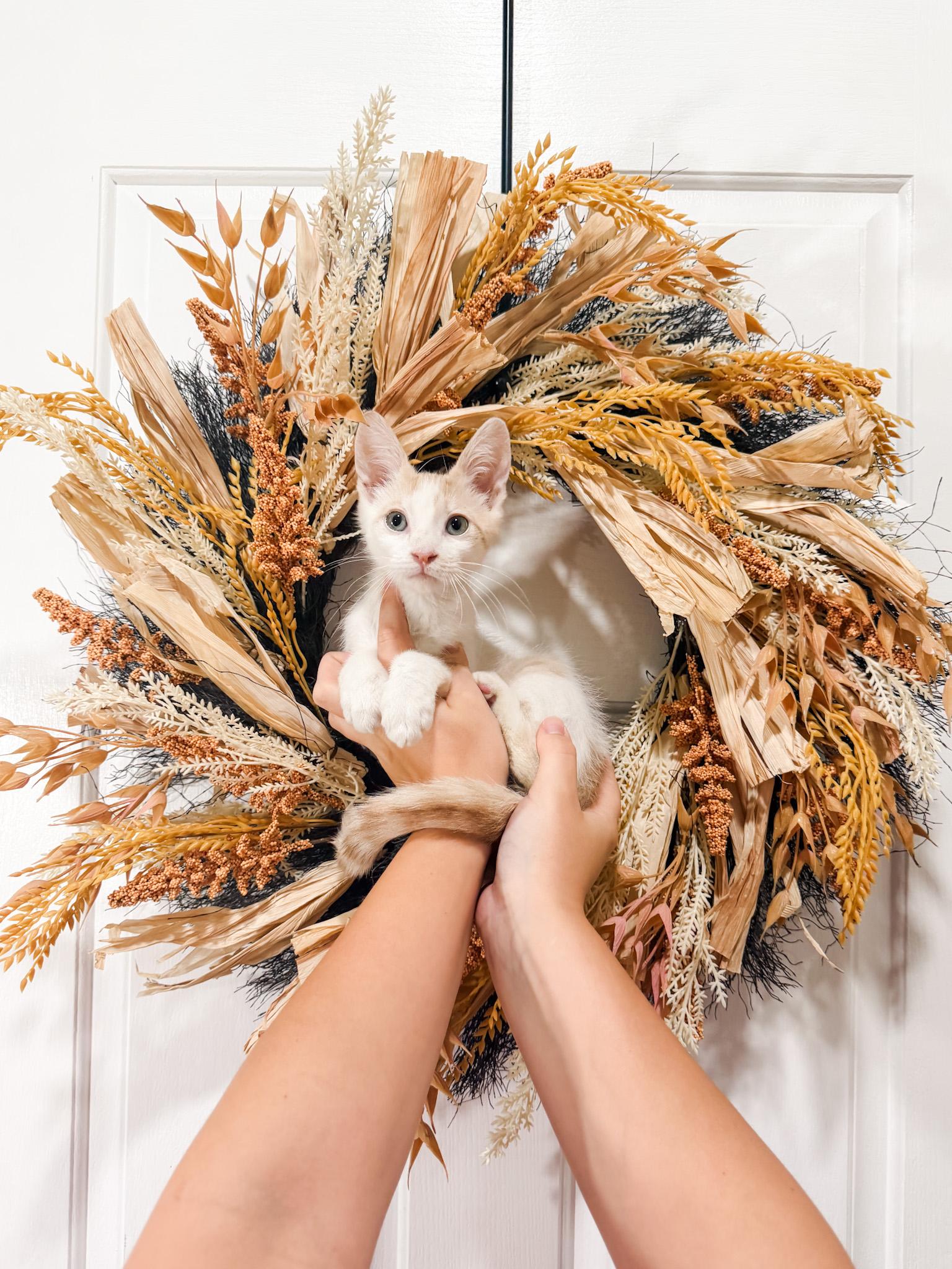 Blanco, Adoptable, Kitten Male Siamese.