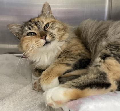 Princess thumbnail 2