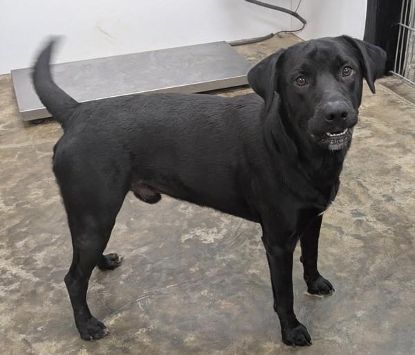 Waylon, Adoptable, Young Male Labrador Retriever & Mixed Breed.