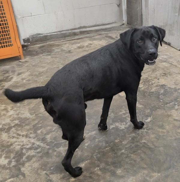 Enlarge Waylon, a Adoptable mixed breed in Osage Beach, MO image 2/2