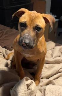Presley, ADOPTABLE, Adult Female Mixed Breed.