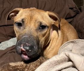 Enlarge Presley, a ADOPTABLE Mixed Breed in Longwood, FL image 5/5