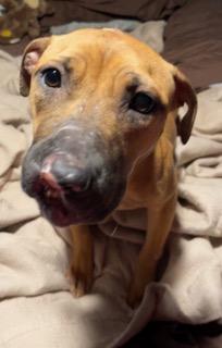 Enlarge Presley, a ADOPTABLE Mixed Breed in Longwood, FL image 3/5