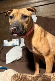 Enlarge Presley, a ADOPTABLE Mixed Breed in Longwood, FL image 4/5