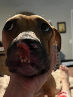 Enlarge Presley, a ADOPTABLE Mixed Breed in Longwood, FL image 2/5