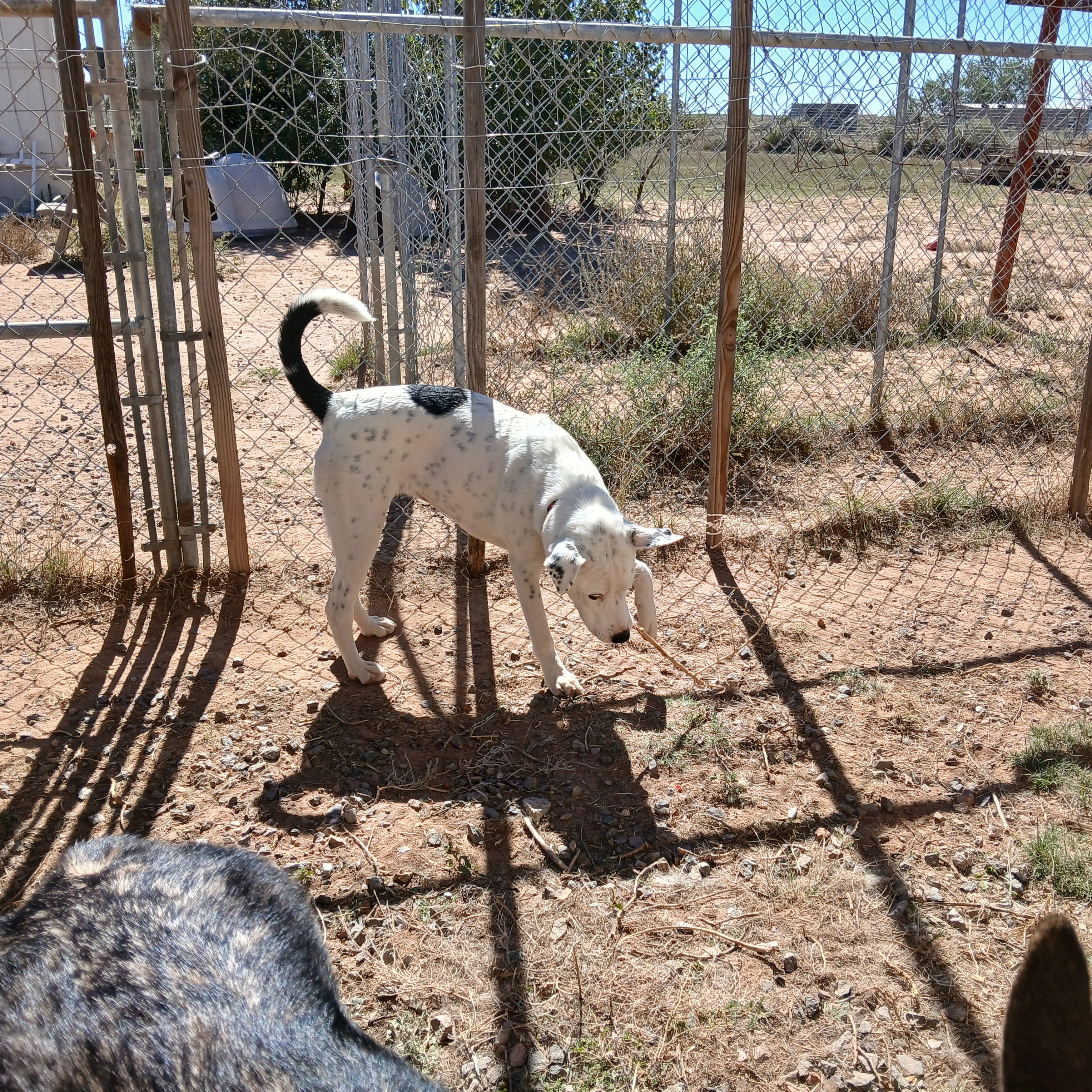 Enlarge Sugar, a Adoptable mixed breed in Moriarty, NM image 2/3