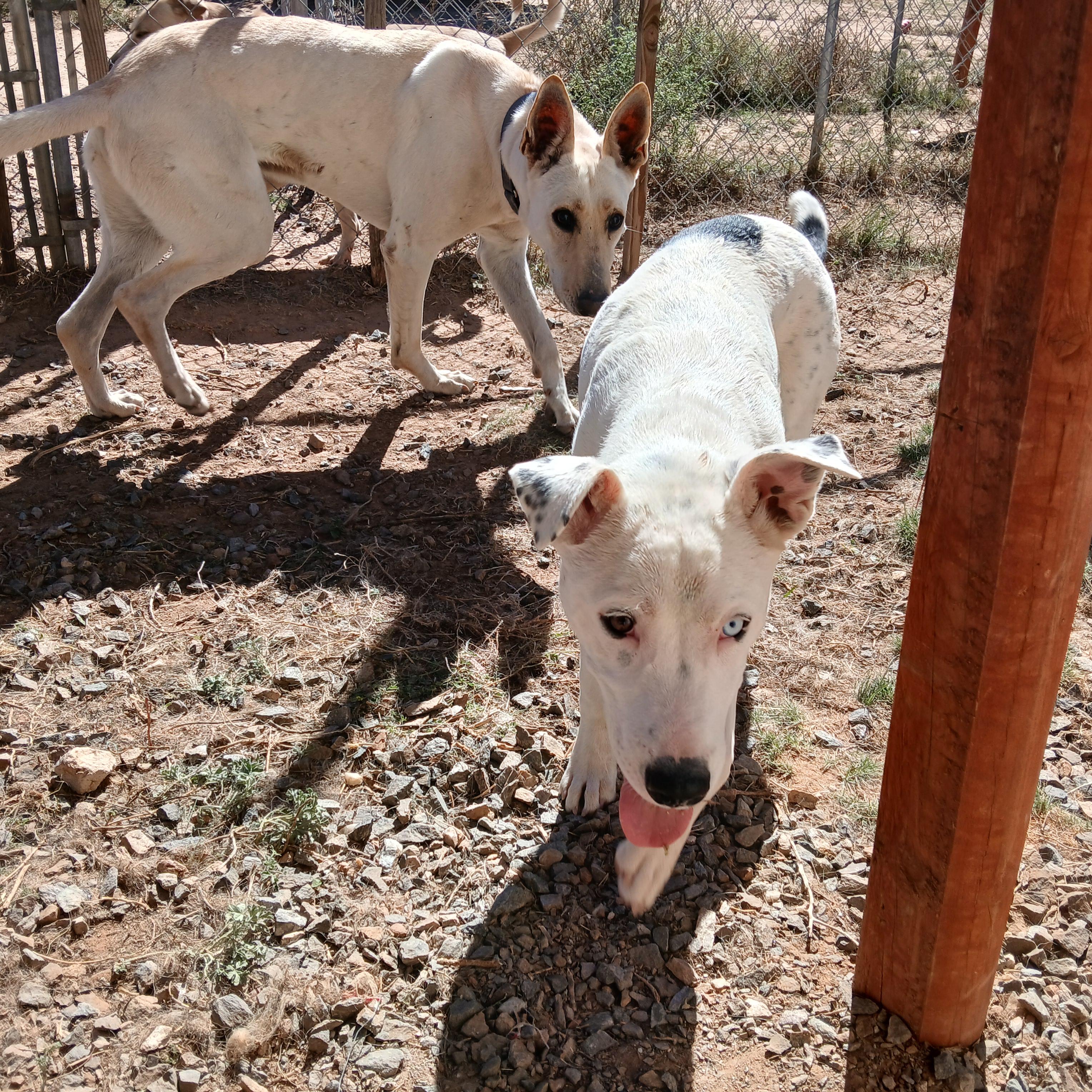 Sugar, Adoptable, Young Female Cattle Dog.