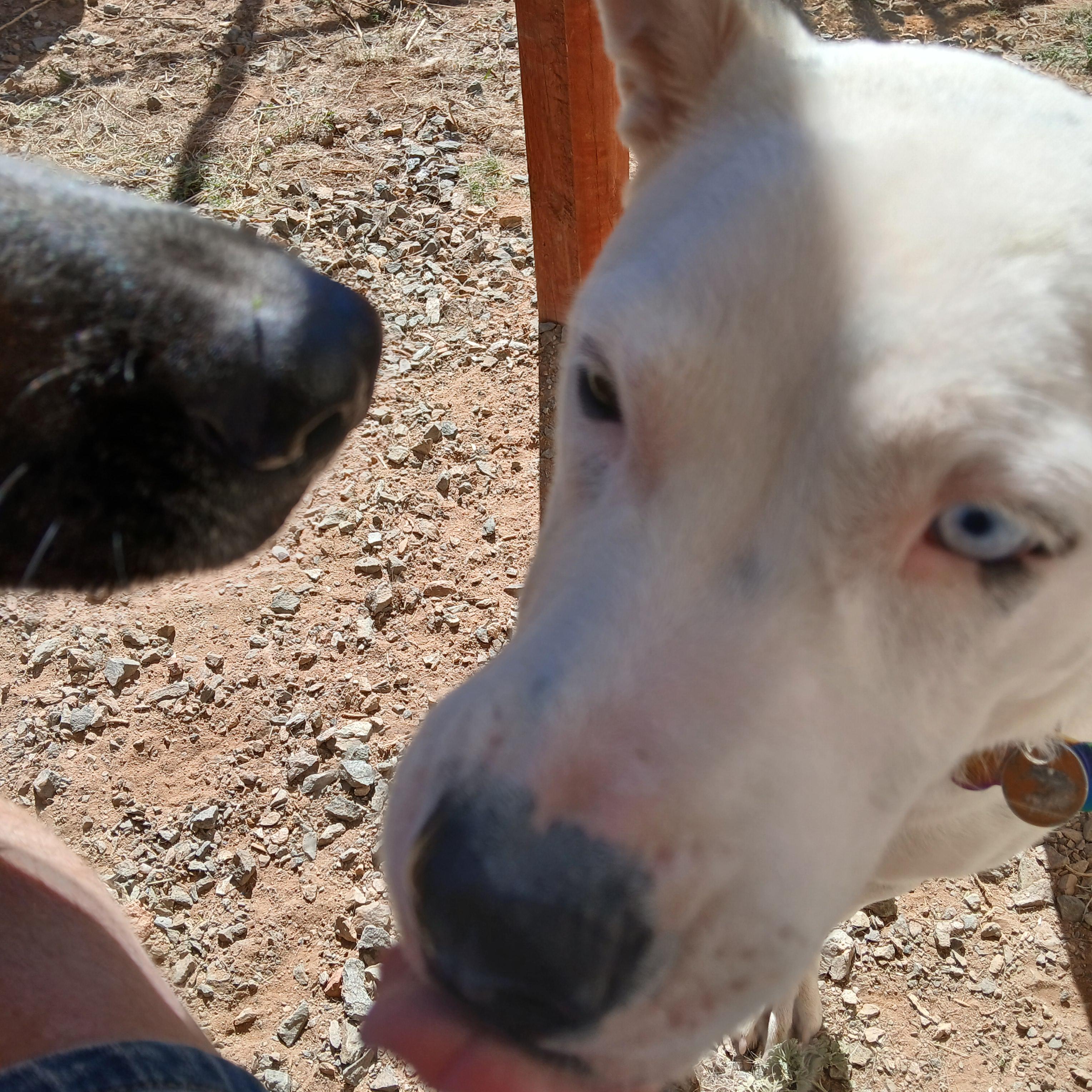 Enlarge Sugar, a Adoptable mixed breed in Moriarty, NM image 3/3