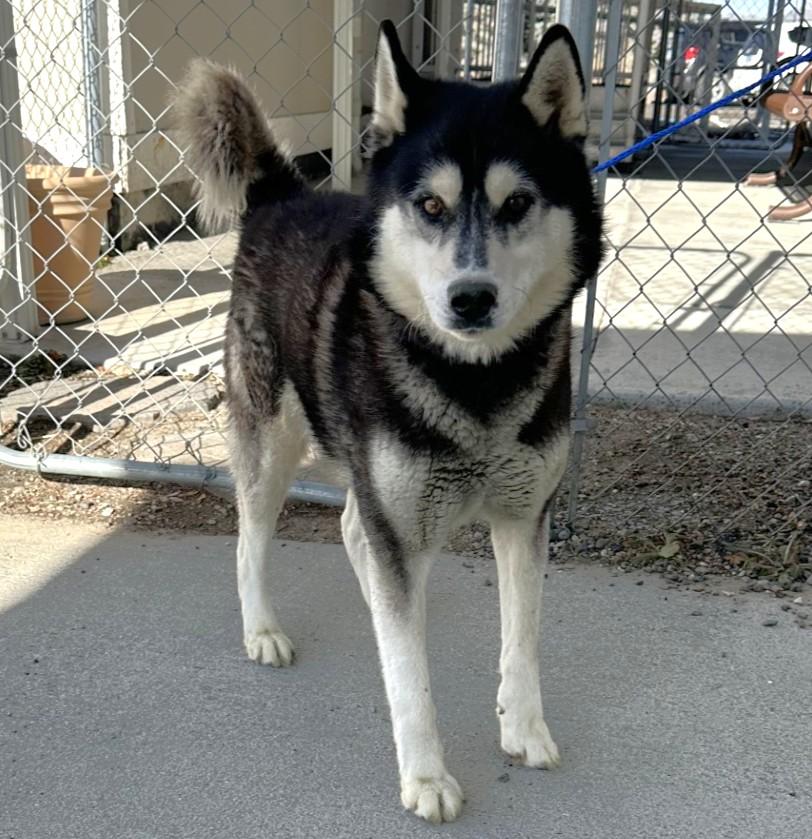 Enlarge 59908653, a ADOPTABLE Husky in Elko, NV image 1/1