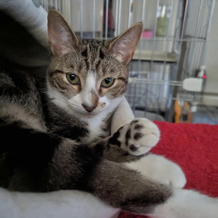 Wayne, Adoptable, Young Male Domestic Short Hair & Tabby.