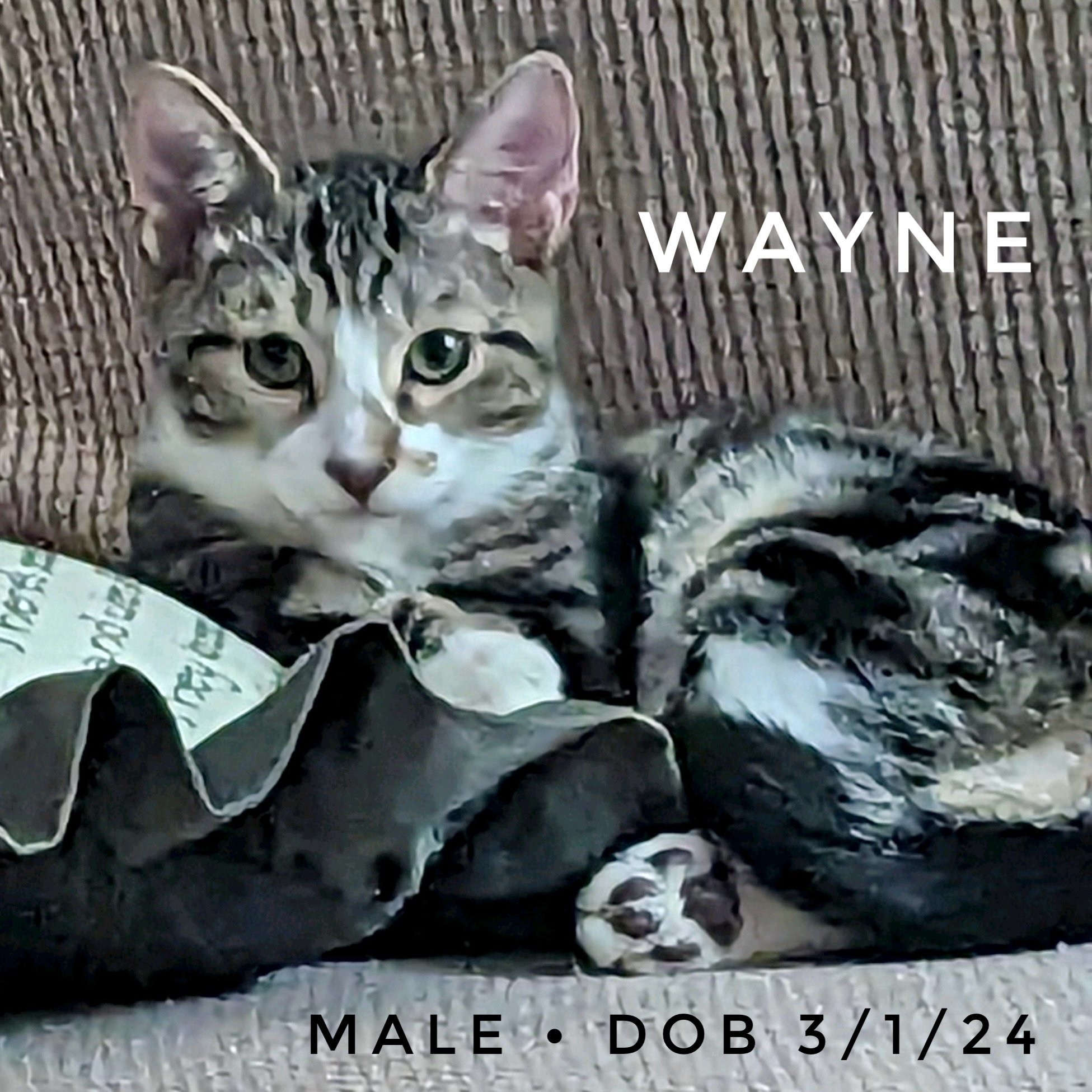 Wayne thumbnail 3