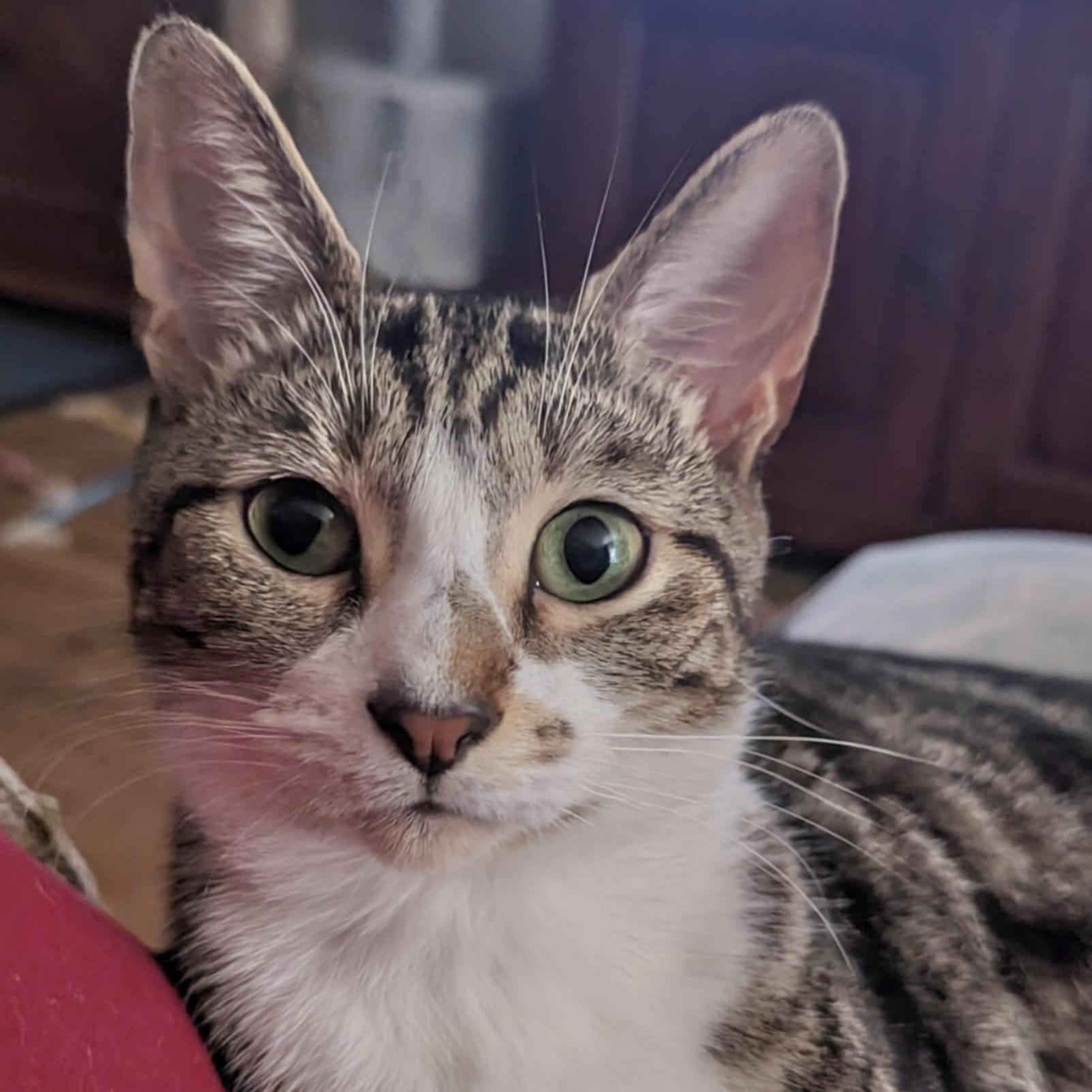 Wayne, Adoptable, Young Male Domestic Short Hair & Tabby.