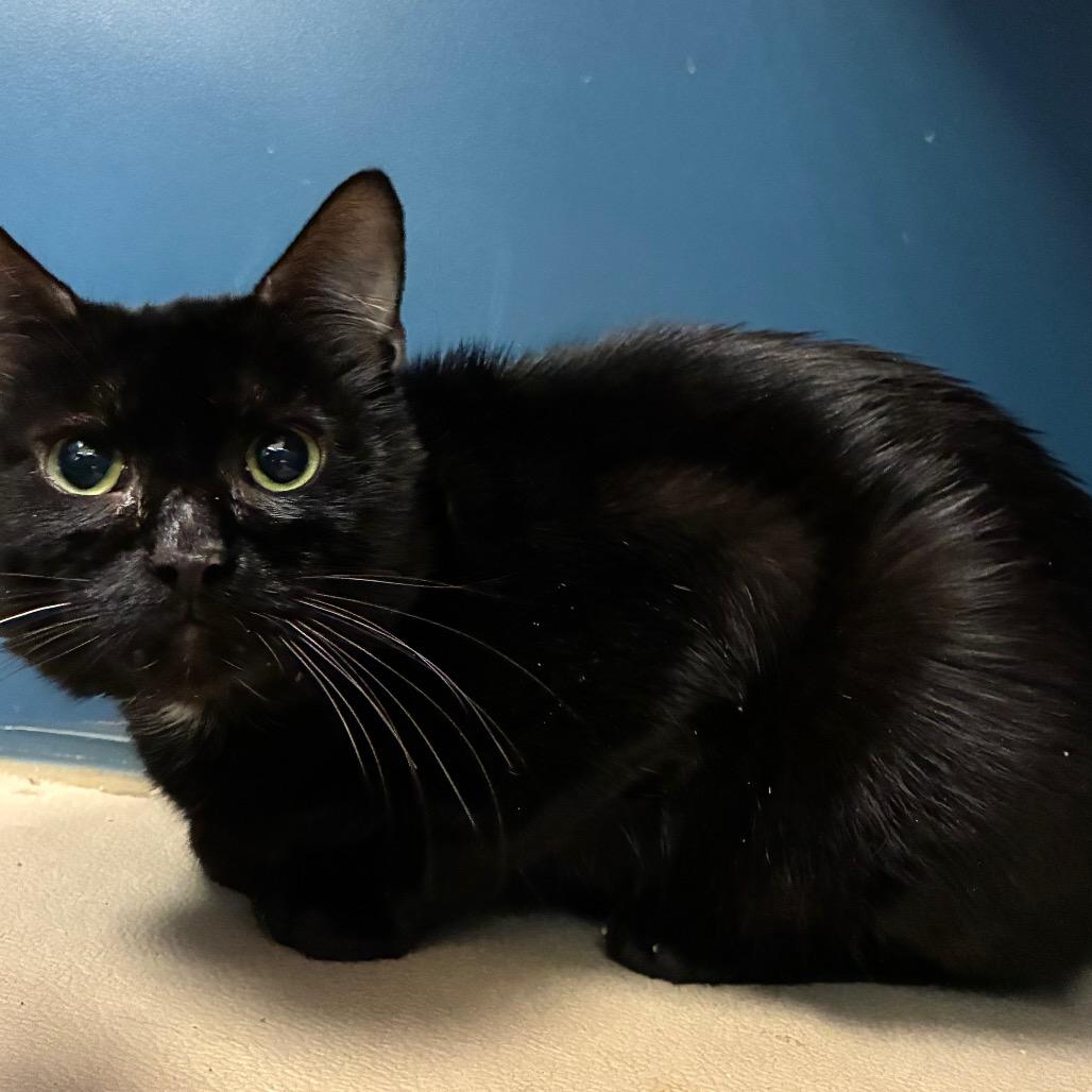 Bagheera, Adoptable, Adult Male Domestic Short Hair.