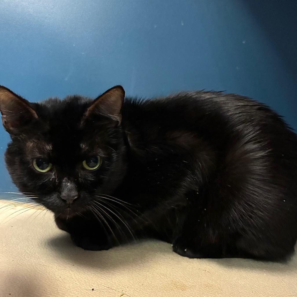 Enlarge Bagheera, a Adoptable Domestic Short Hair in Tulsa, OK image 2/5