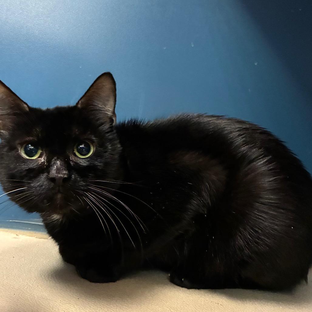 Enlarge Bagheera, a Adoptable Domestic Short Hair in Tulsa, OK image 3/5