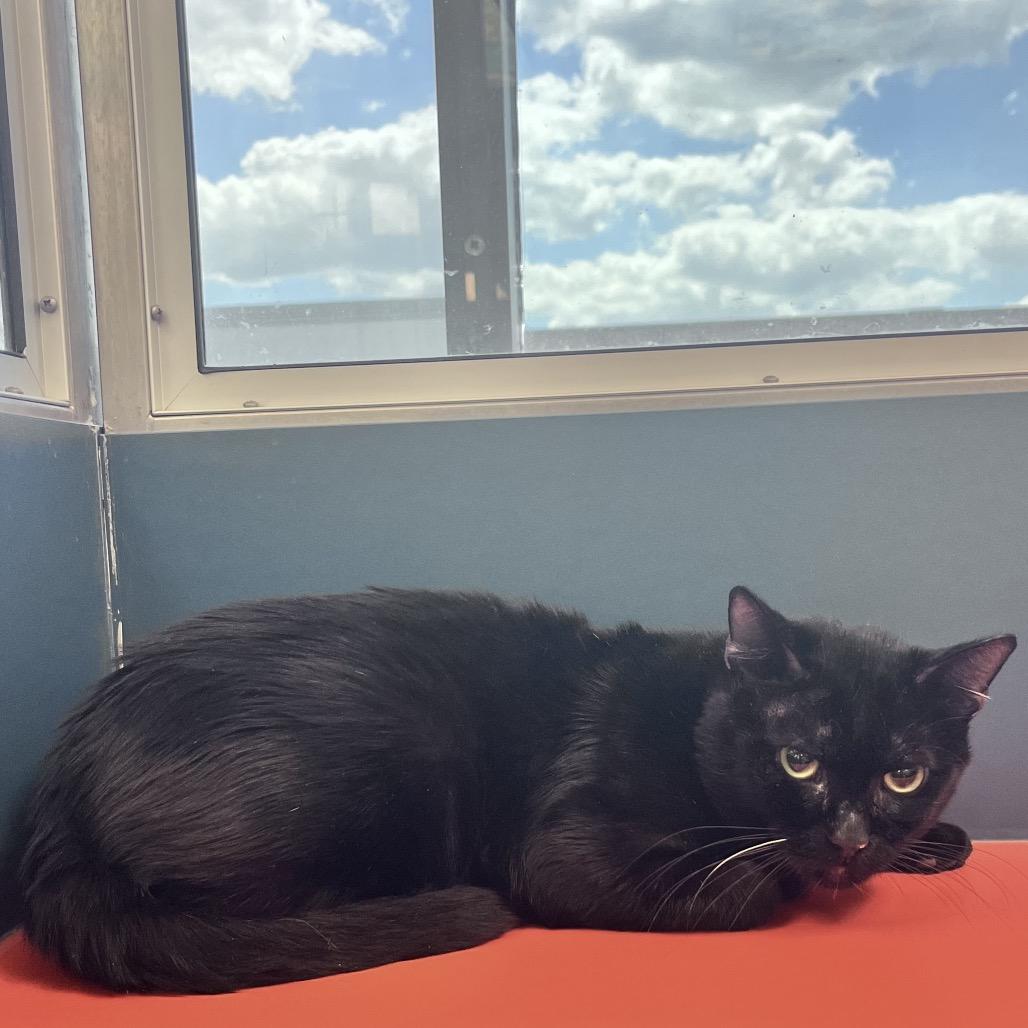 Enlarge Bagheera, a Adoptable Domestic Short Hair in Tulsa, OK image 4/5
