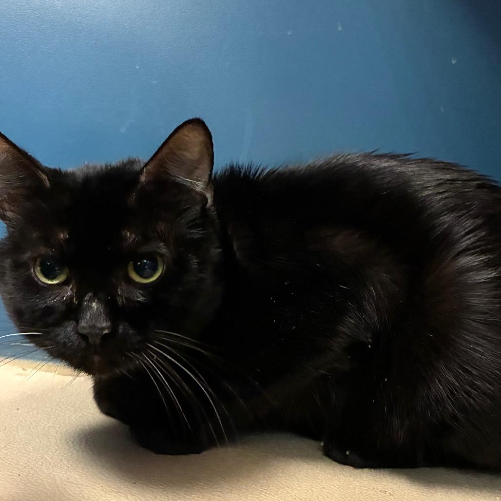 Enlarge Bagheera, a Adoptable Domestic Short Hair in Tulsa, OK image 5/5