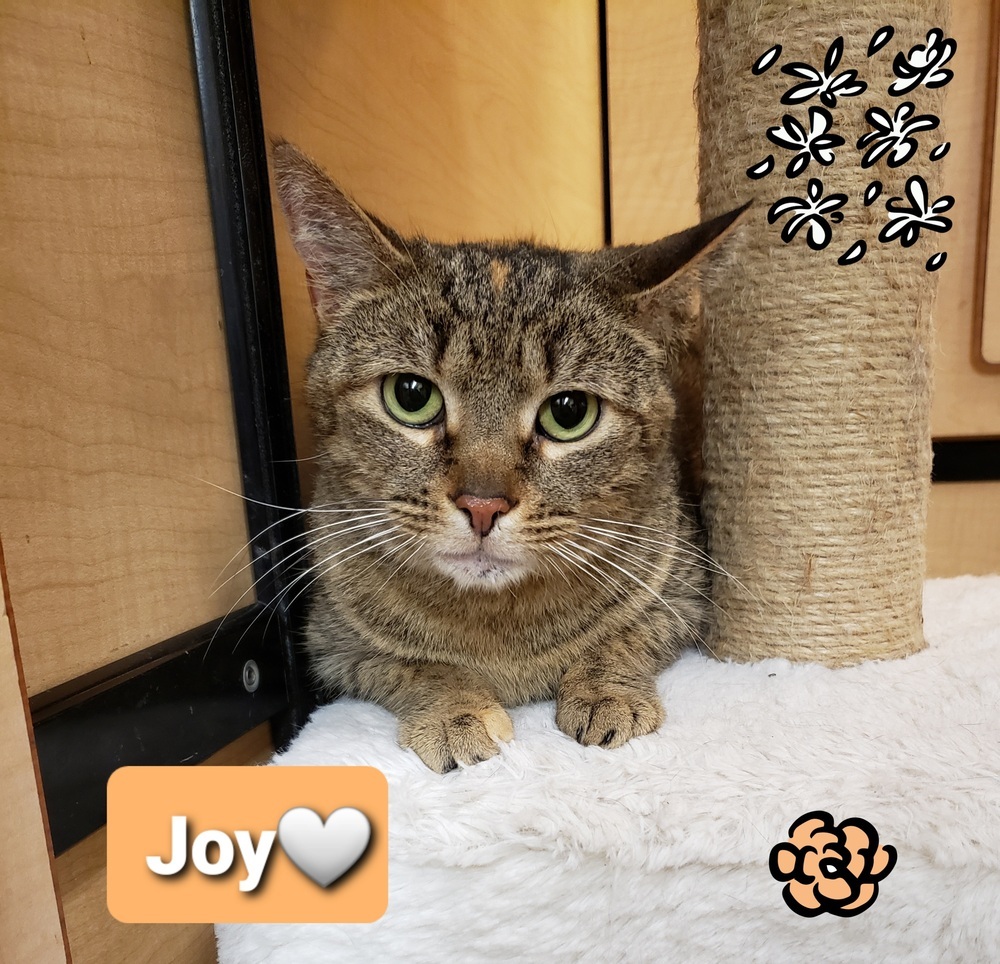 Joy