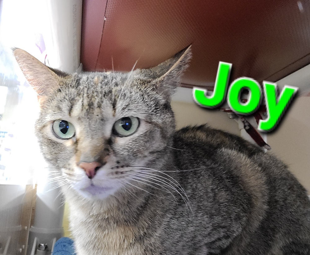 Joy 2