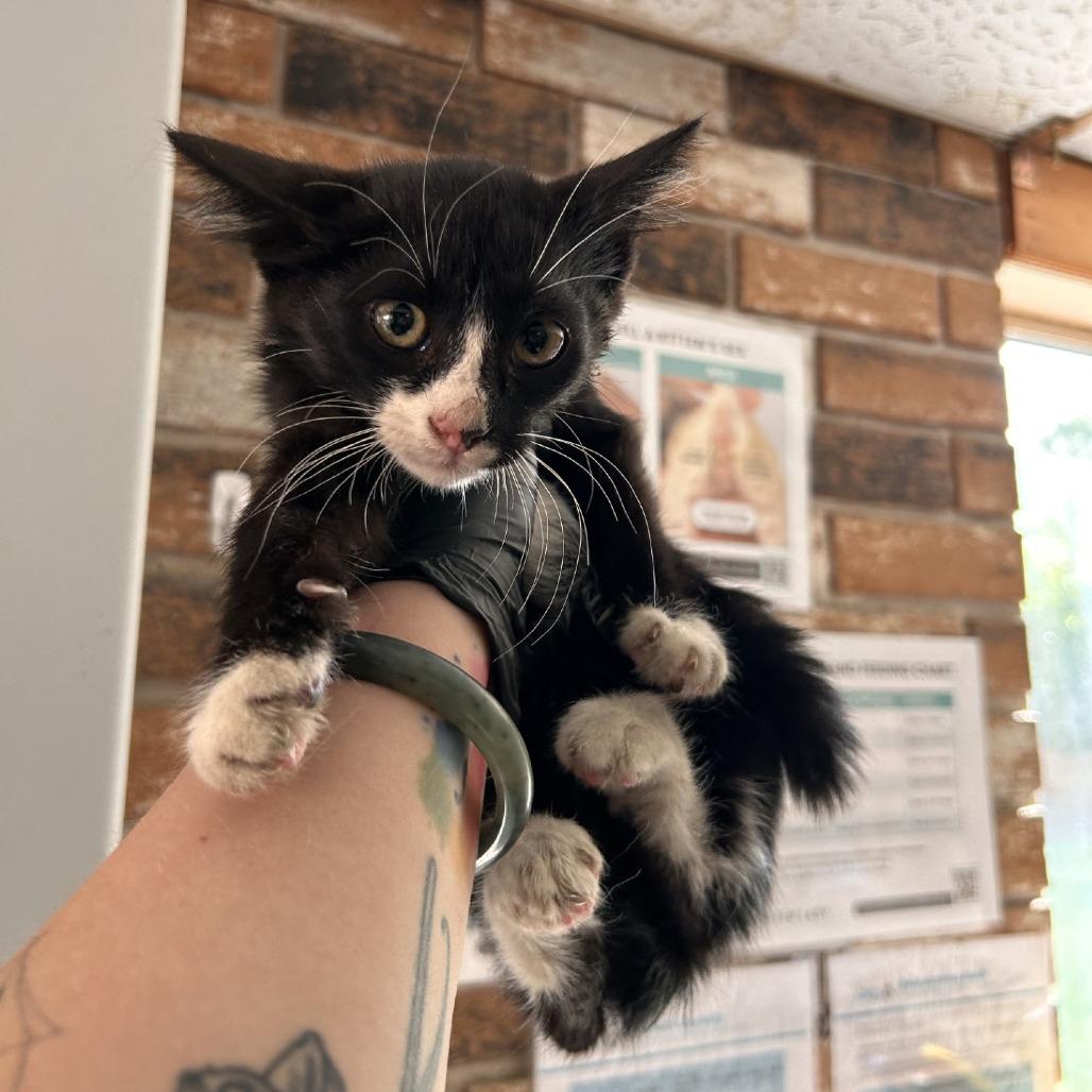 Enlarge Scrappy, a Adoptable Domestic Short Hair in Coachella, CA image 1/3