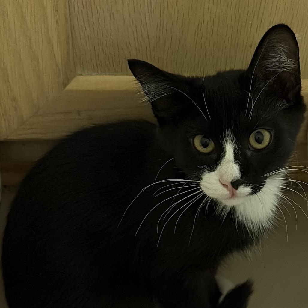 Enlarge Scrappy, a Adoptable Domestic Short Hair in Coachella, CA image 2/3