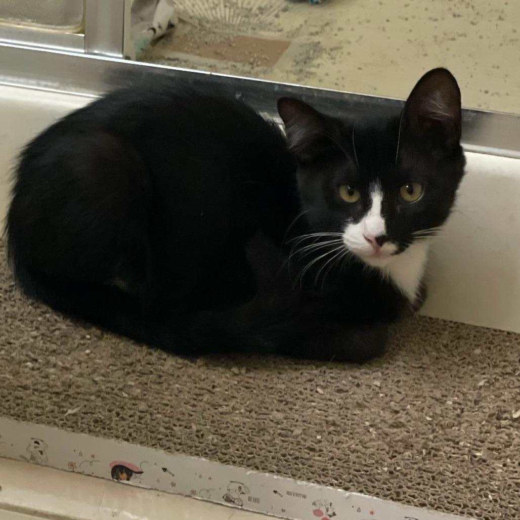 Enlarge Scrappy, a Adoptable Domestic Short Hair in Coachella, CA image 3/3