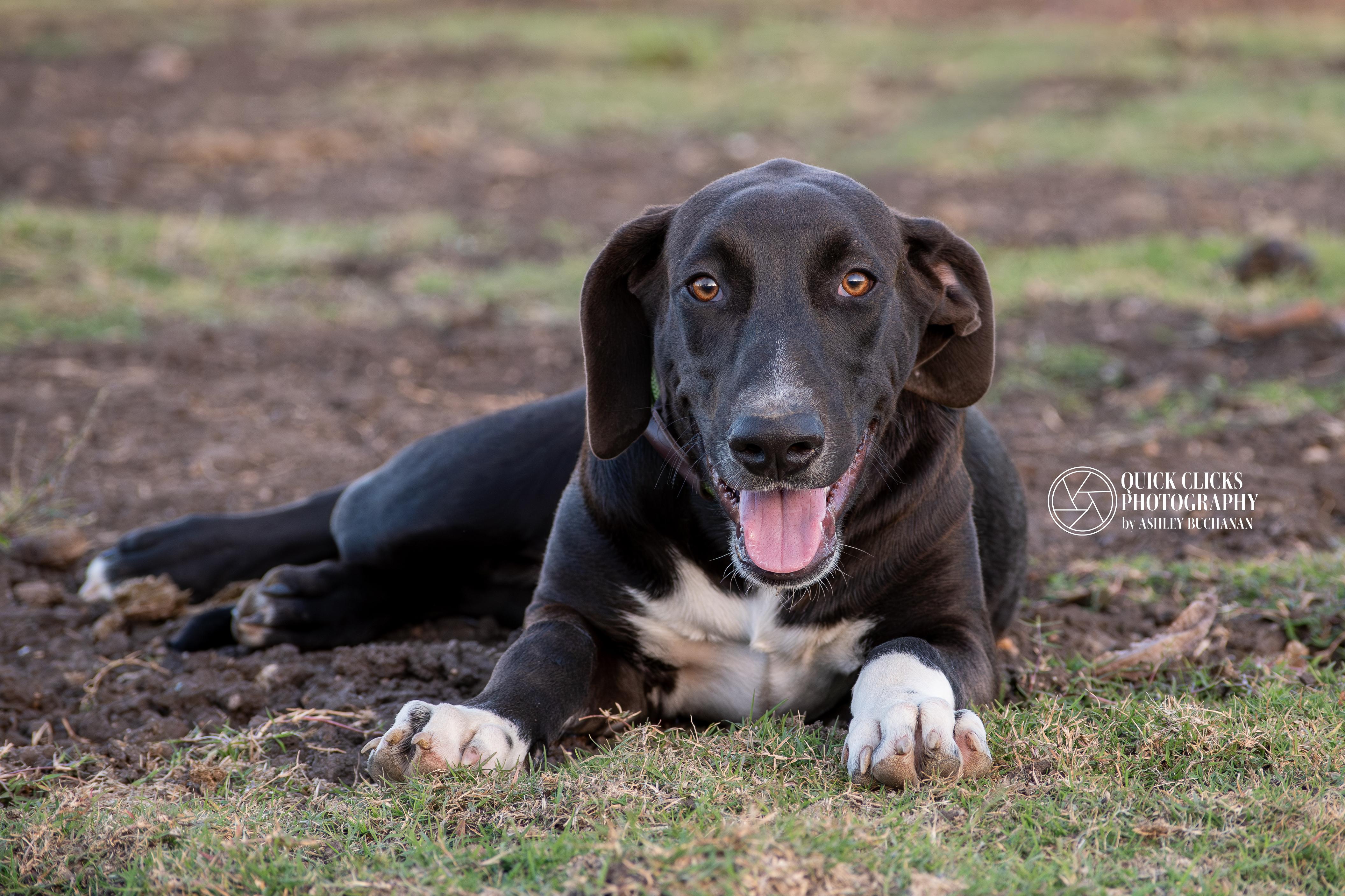 Enlarge Dobi, a ADOPTABLE mixed breed in Brazoria, TX image 1/6